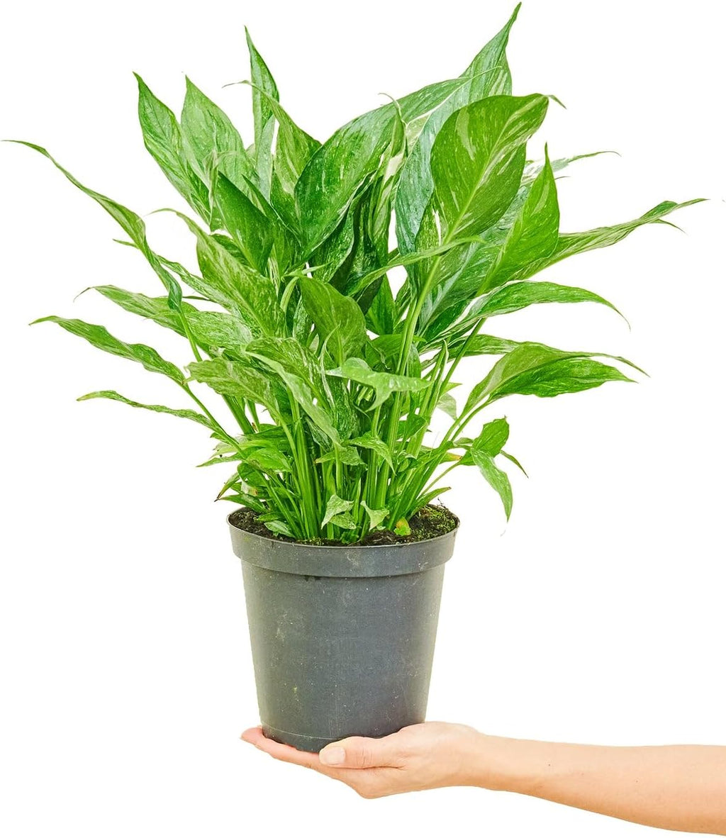 6" Pot Variegated Peace Lily M88379