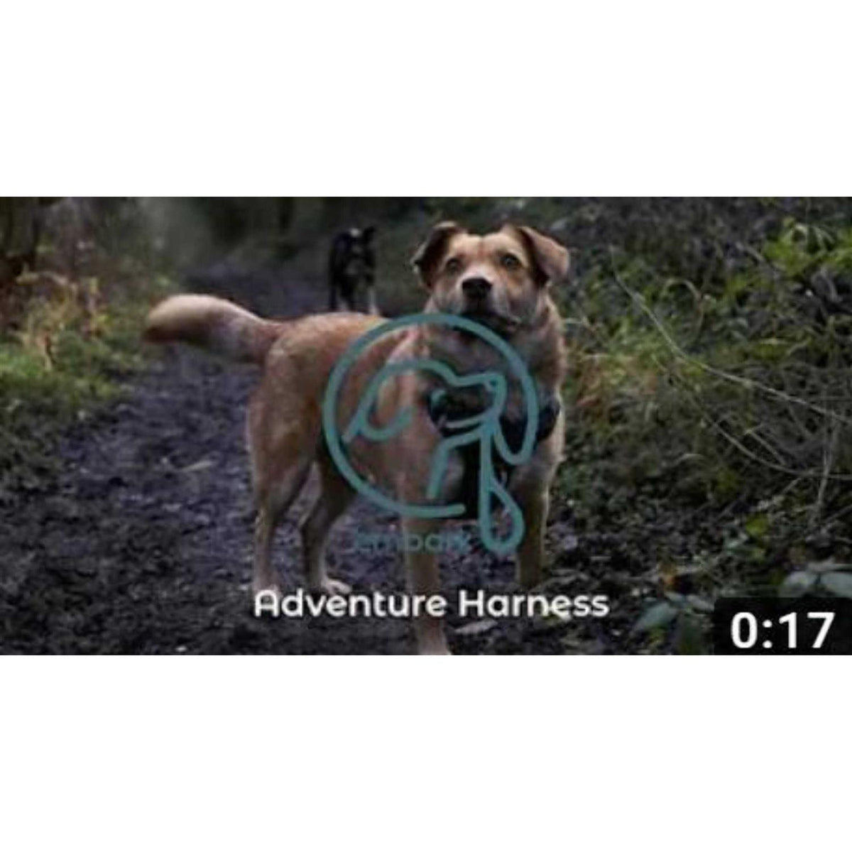 Dog Harness Leash N275