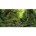 Foggy Forest Reptile Habitat Background S98525