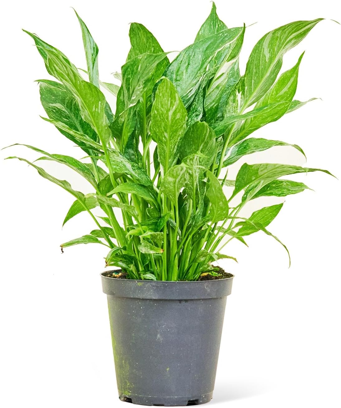 6" Pot Variegated Peace Lily M88379
