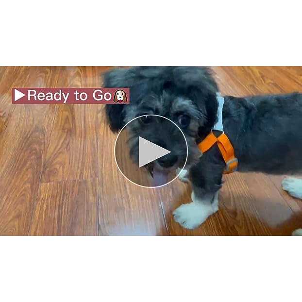 Adjustable Padded Reflective Dog Harness with 2 Leash Clips Q572