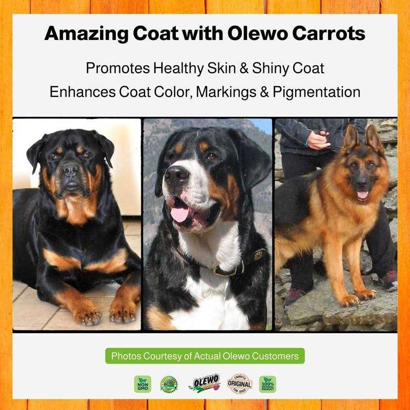 Carrots for Dogs Fiber Dog Food Toppers I35444