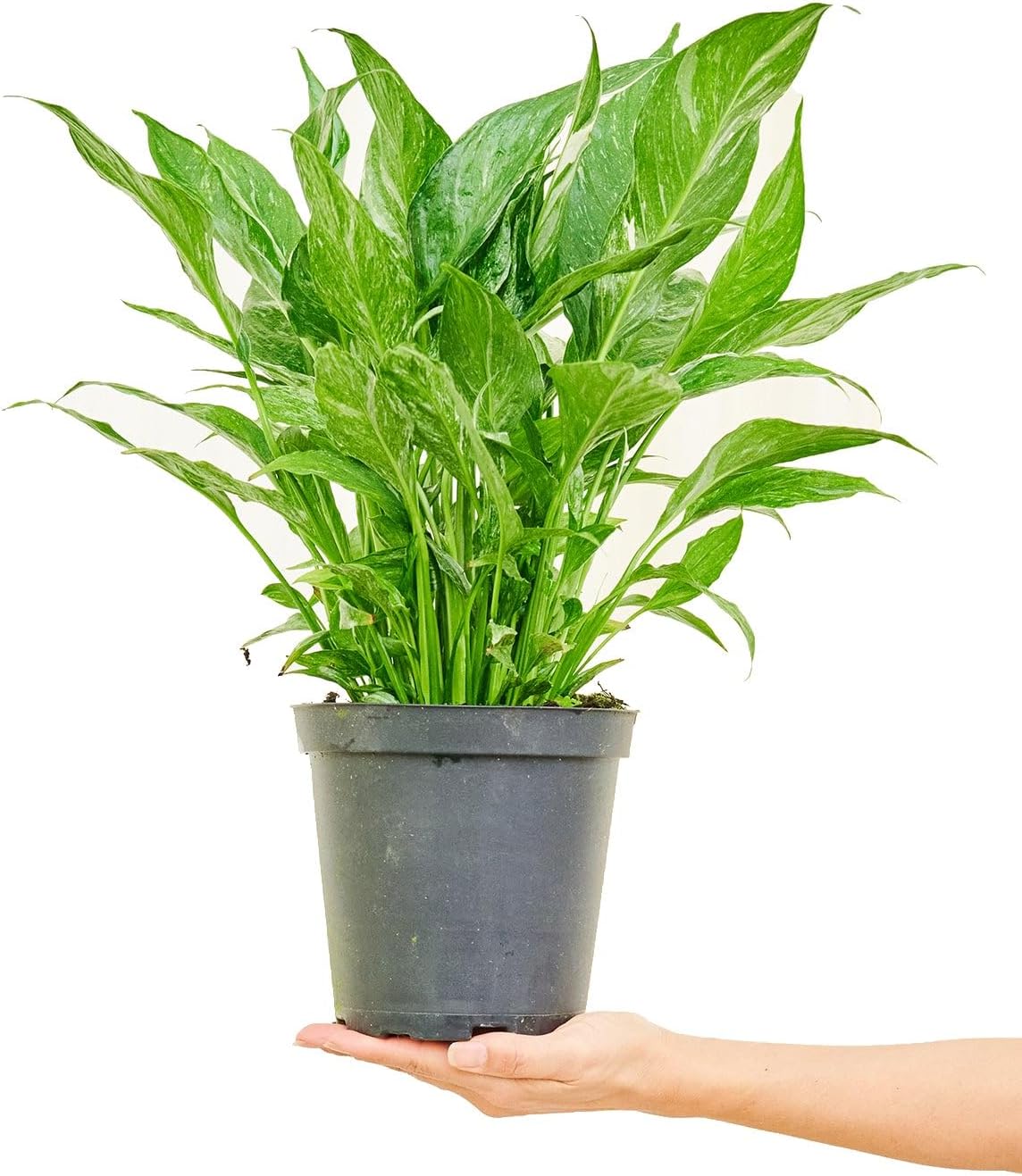 6" Pot Variegated Peace Lily M88379