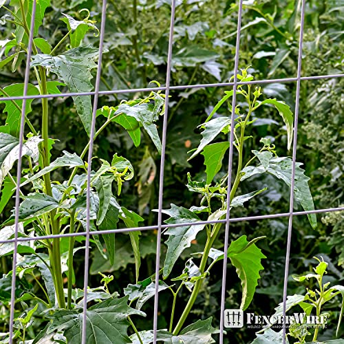 14 Gauge Galvanized Welded Wire Mesh 2 inch by 4 inch R578