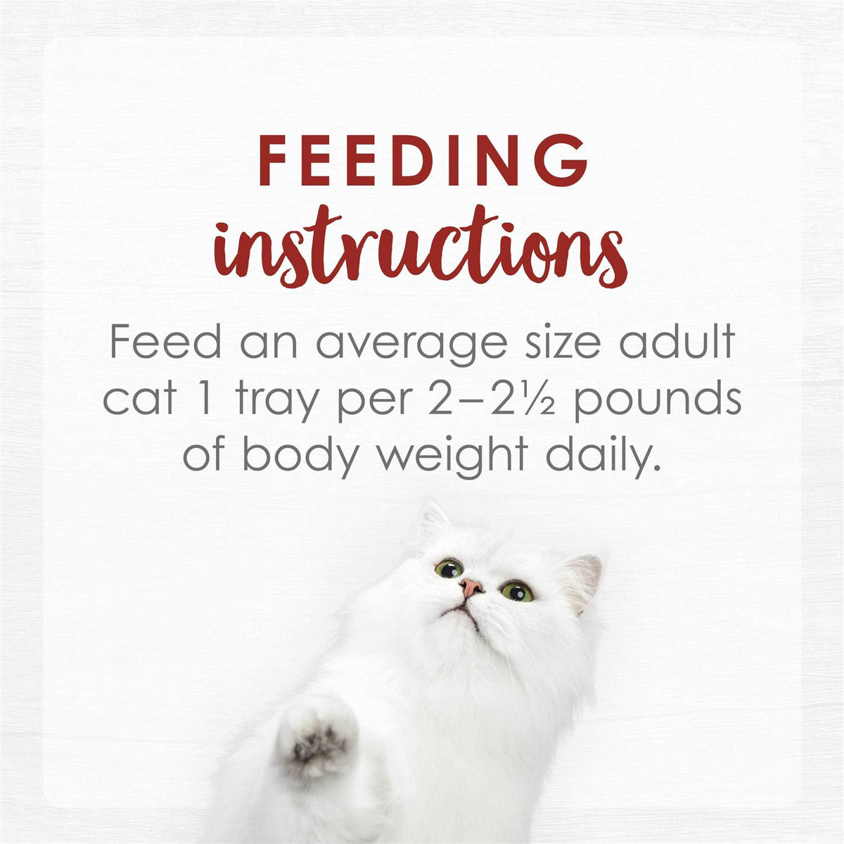 Cat Food C121720