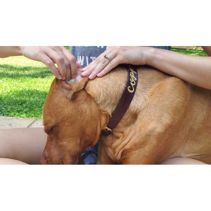 Aloe & Eucalyptus Dog Ear Wipes W895945