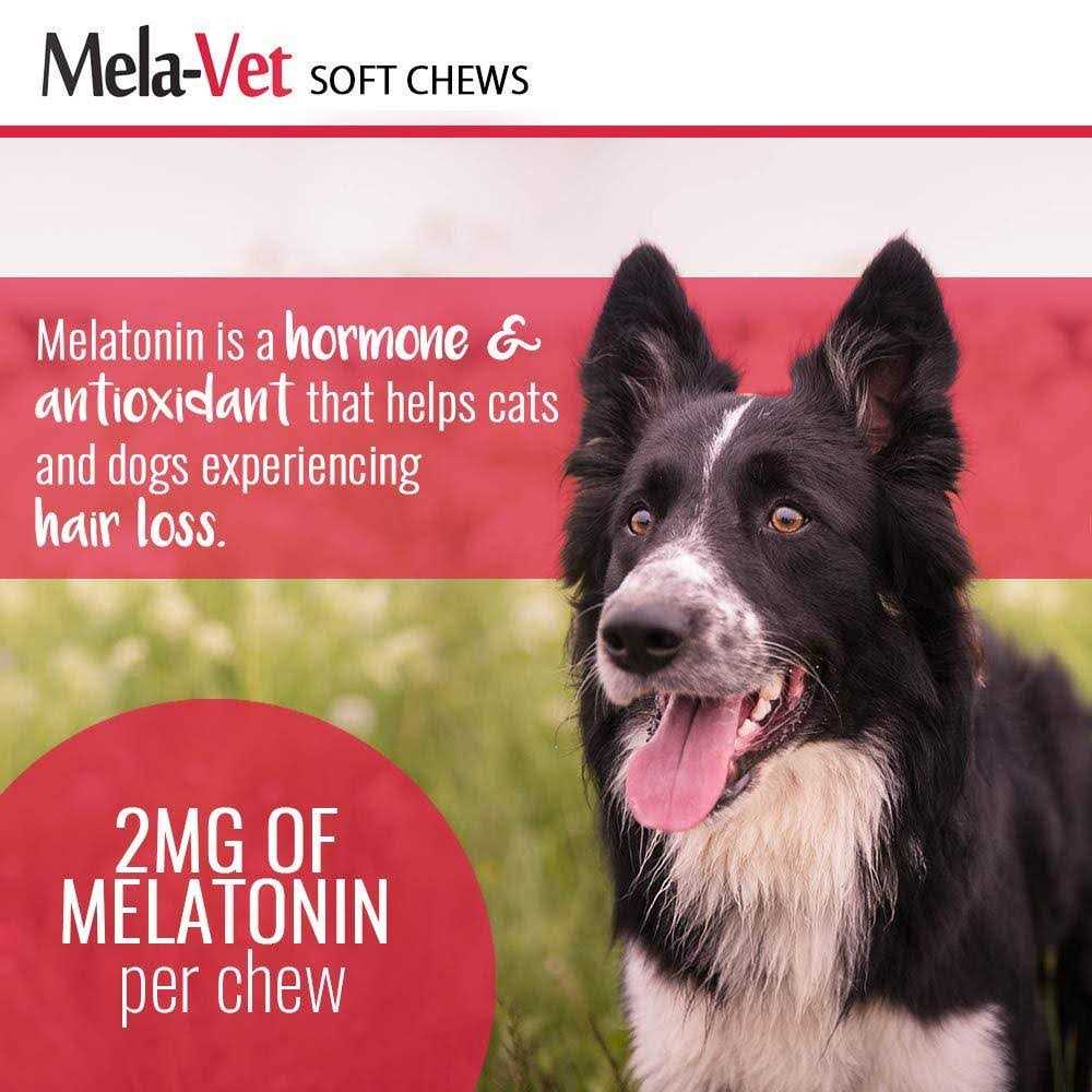 Melatonin Soft Chews for Dogs & Cats D739385